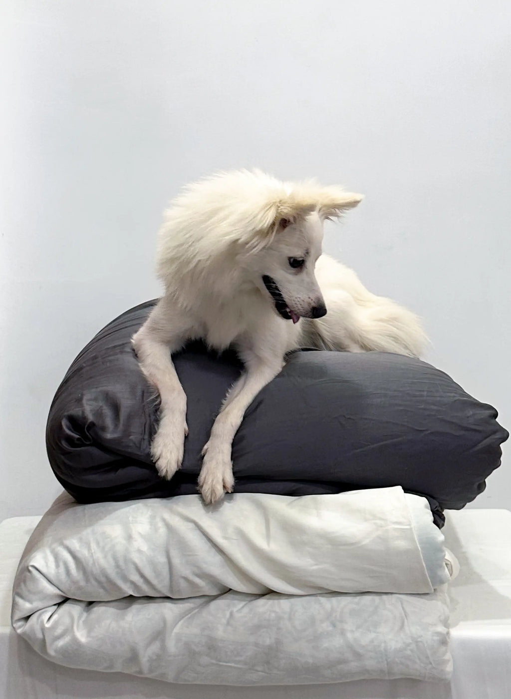 White dog on a dark gray duvet with gray blanket underneath against a white background. Saanjh Homes