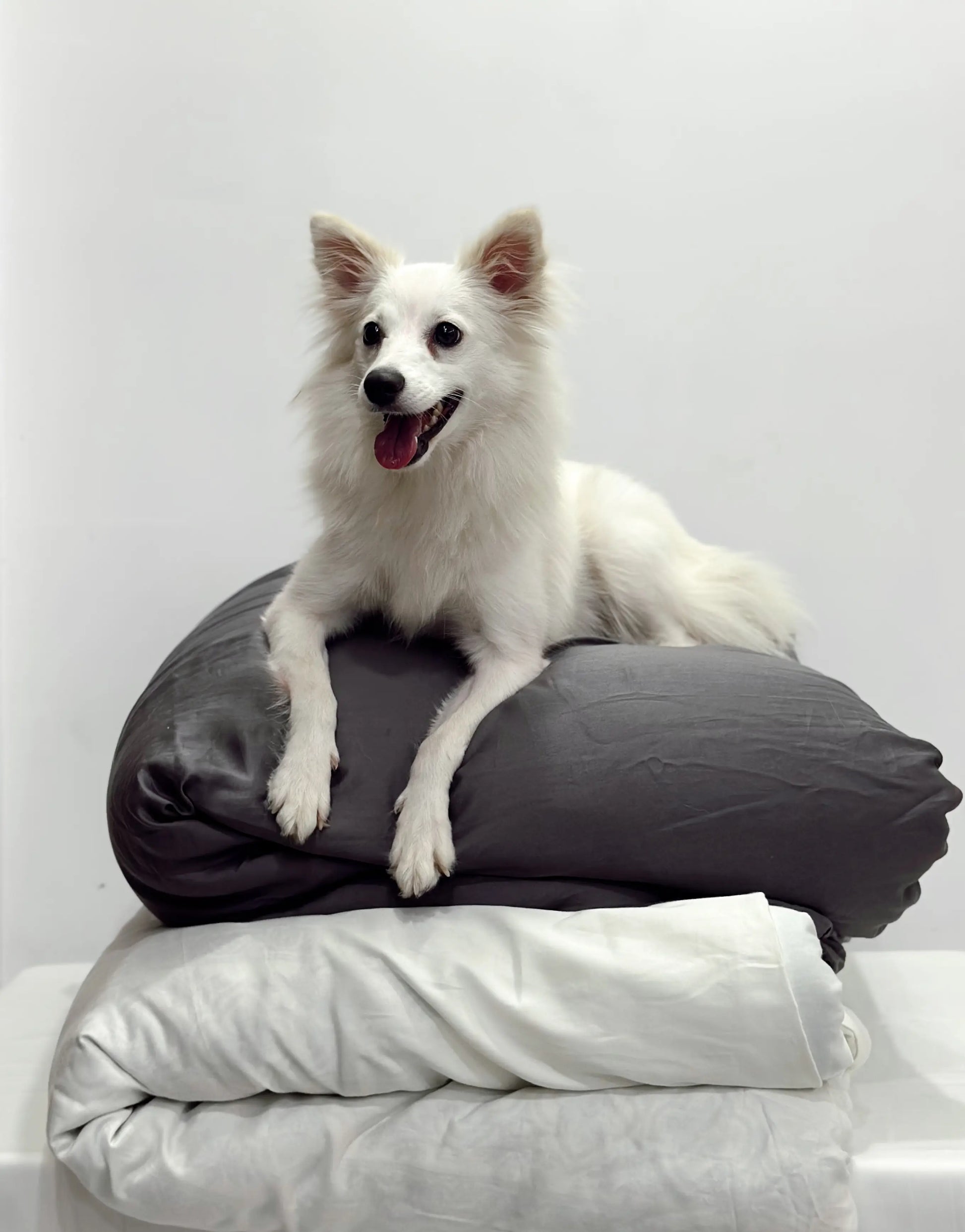 White dog sitting on a stack of pillows against a plain background