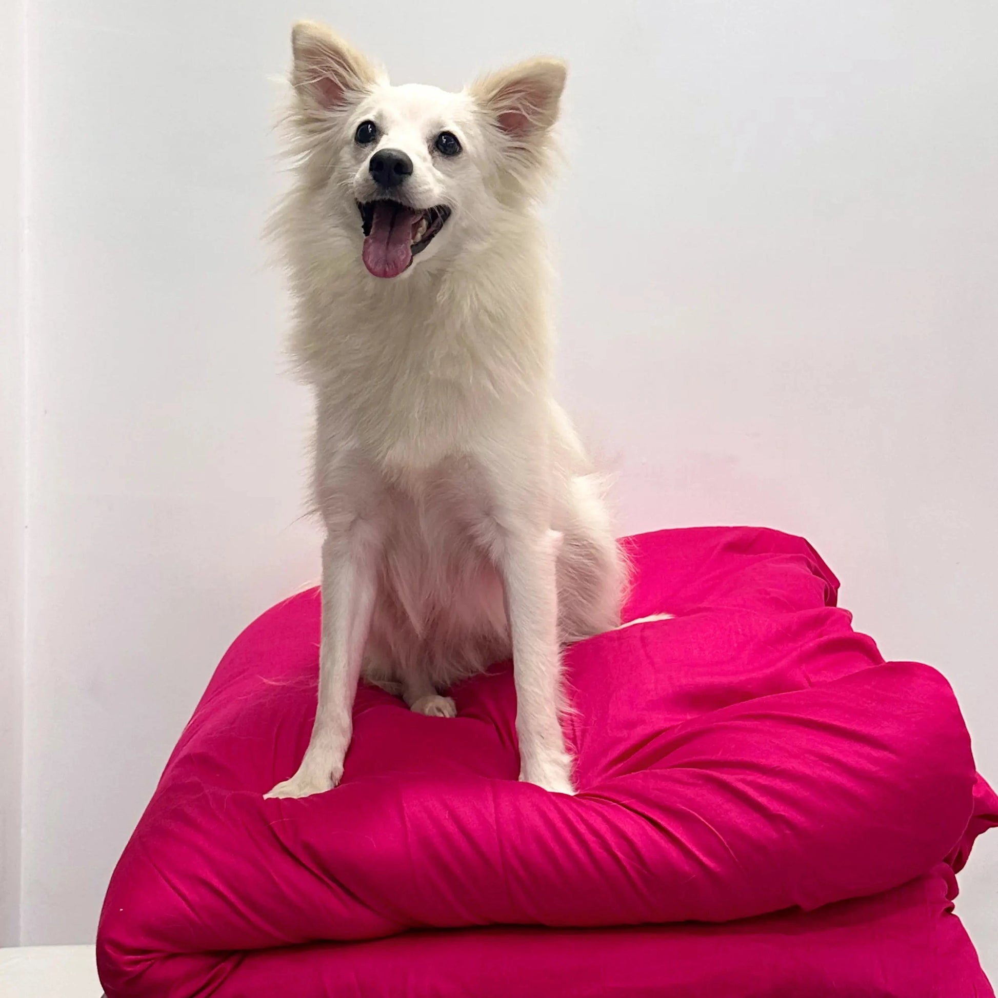 White dog sitting on pink blankets against a white background