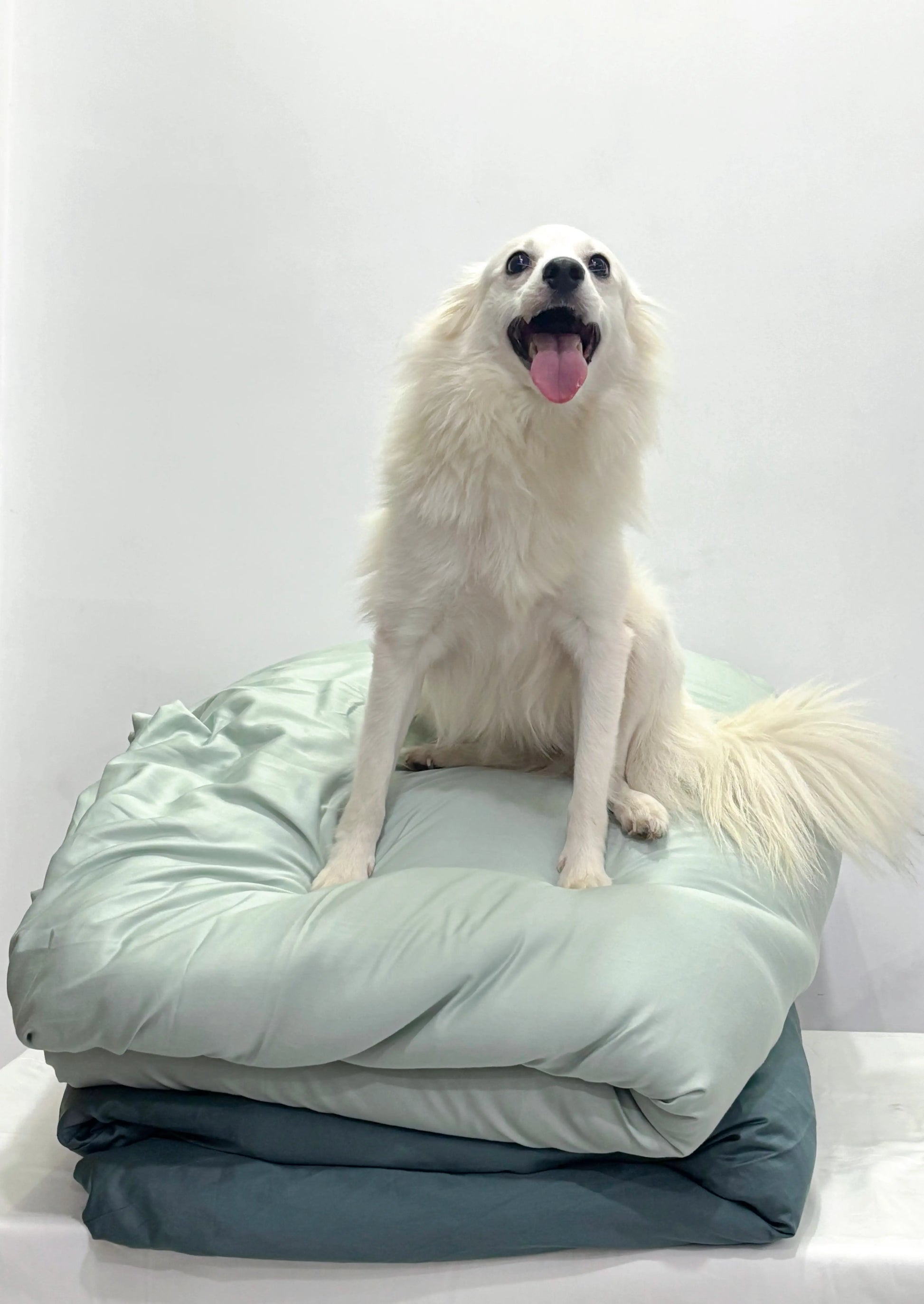 White dog sitting on a light green blanket against a white background