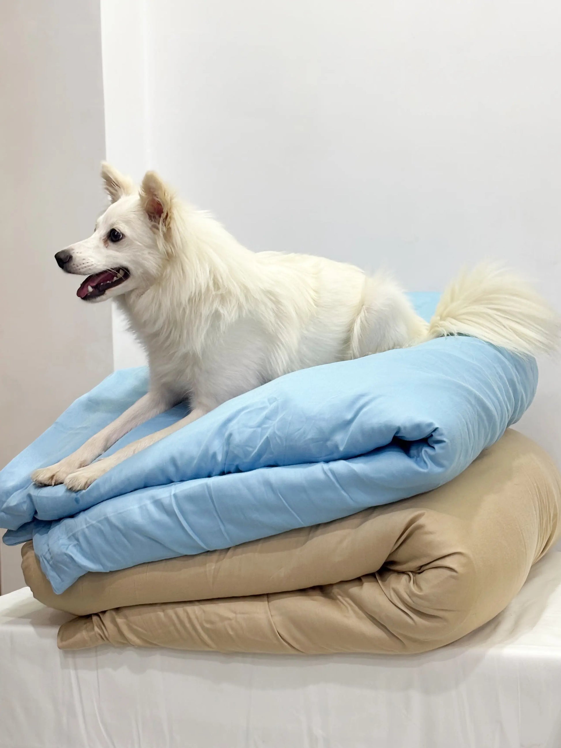 White dog sitting on a stack of blue and beige blankets against a white background