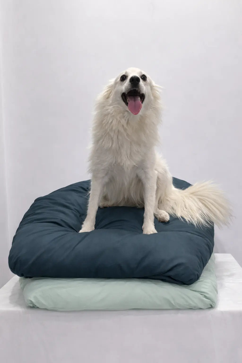 White dog sitting on a dark blue pet bed with a light green cushion against a white background