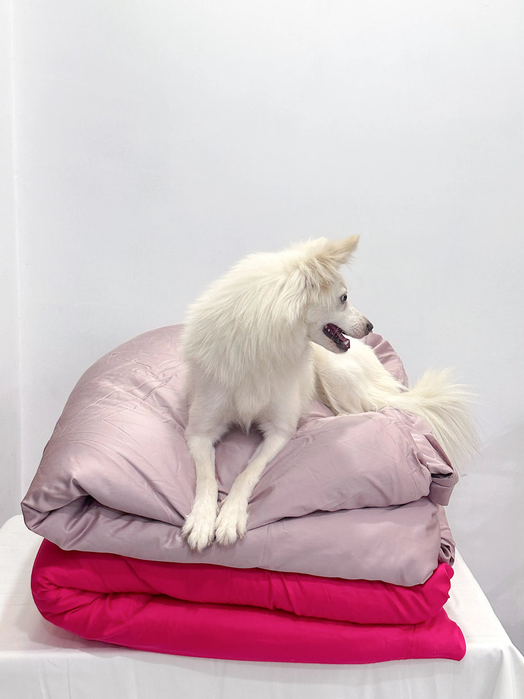 White dog sitting on a stack of rosewater and lingonberry blankets against a white background