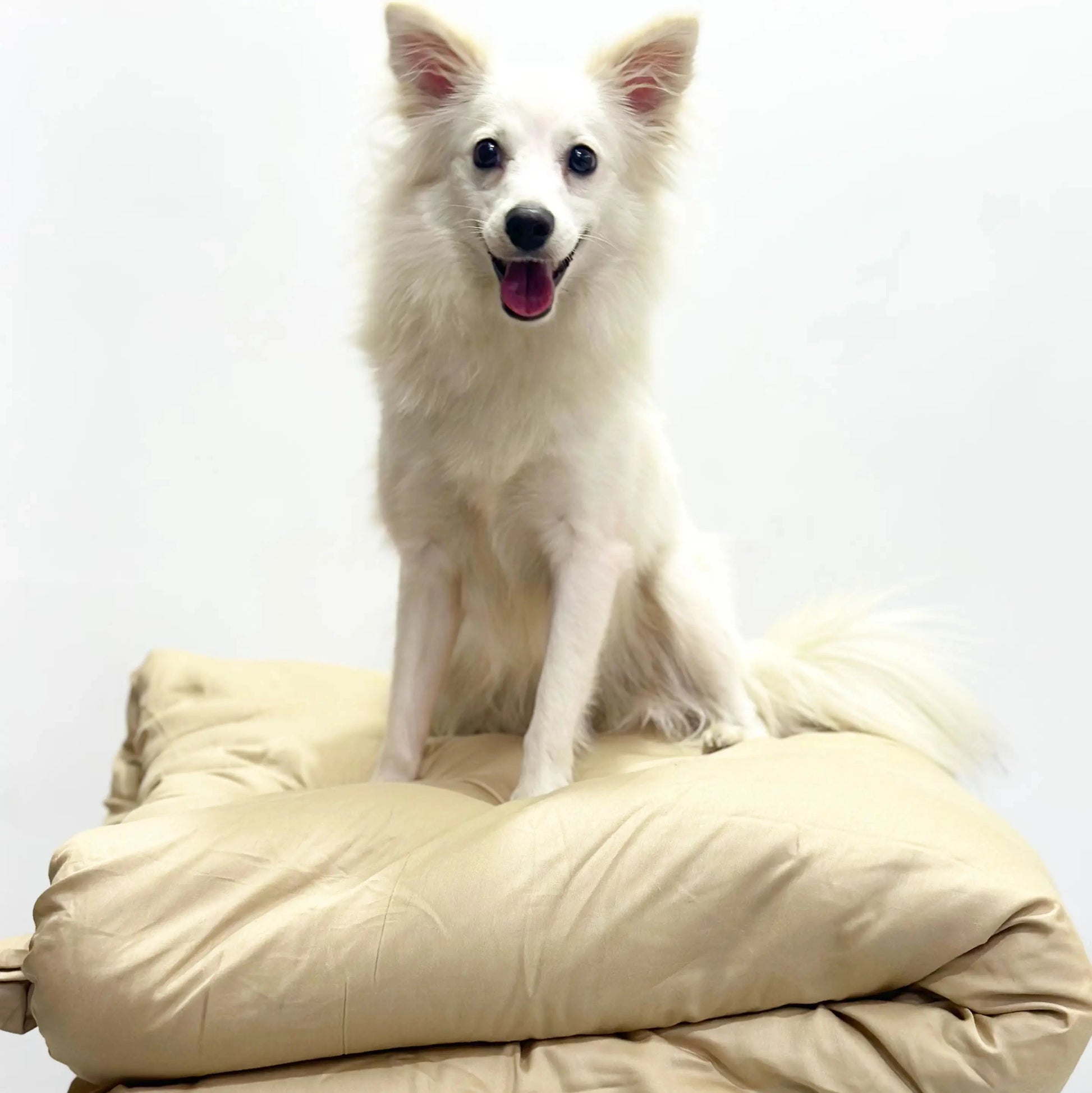 White dog sitting on a stack of beige  duvet against a white background
